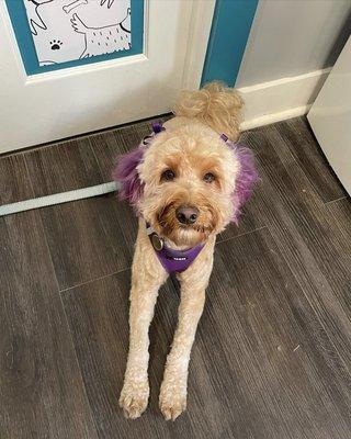 Philly Floof Grooming