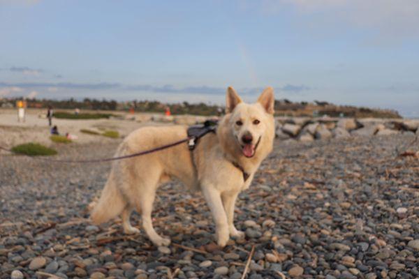 Blue & Friends Pet Services