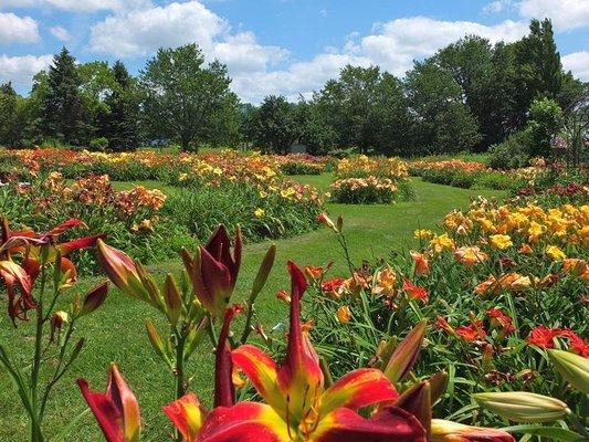 Lasting Dreams Daylilies