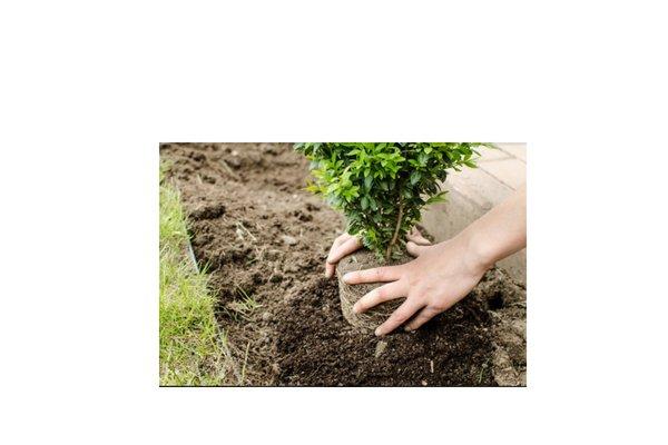 Let us plant today for a greener tomorrow.