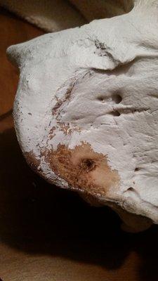 Arctic Fox Taxidermy Studio