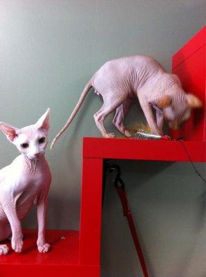 Sphynx Cat