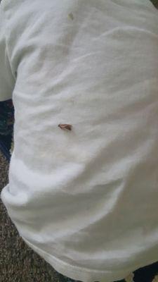 Clayton Crossing Apartments