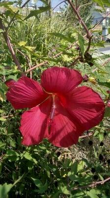 la flor mas bella