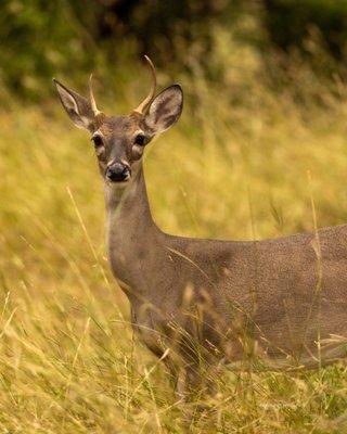 Young whitetail