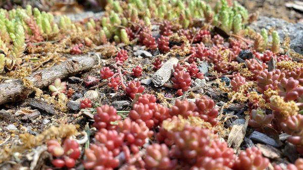 Sedums, a Pennsylvania native succulent