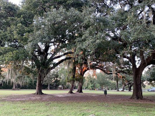 This Pearl River/Crawford Landing WMA Campground is a real convenient area to spend the night situated just outside Slidell, Louisiana.