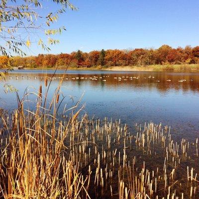 Wood Dale Grove Forest Preserve