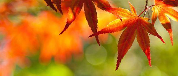 Maple Leaf Property Management