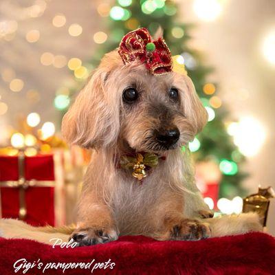 Gigi s Pampered Pets