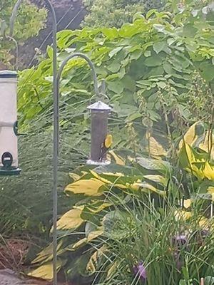 Wild Birds Unlimited