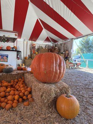 Bennett's Best Christmas Trees & Pumpkins