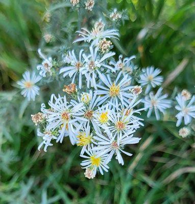 Small flowers near the walking path
