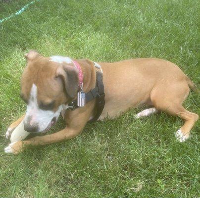 Midway Animal Hospital