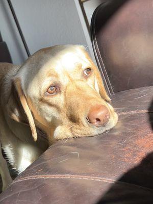 This was my dog after visiting the shop!! Reflecting on the joyous day!!!