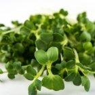 Meta Microgreens