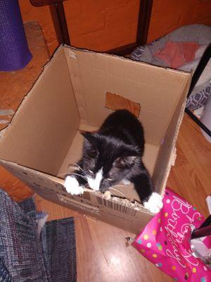 Fostoria Pet Hospital