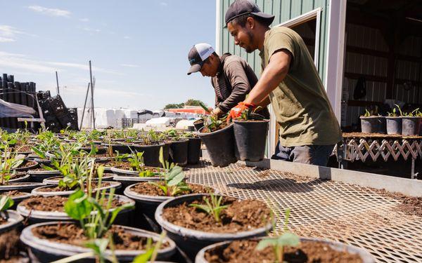Arbor Valley Nursery