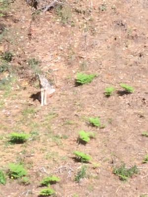 Coyotes of the Presidio