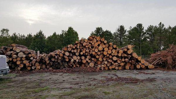 Keith Isaac Tree Experts