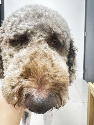 Hachi Dog Grooming and Boutique