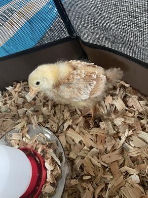 This is a New Hampshire chick NOT a Americano wish I would have known the difference