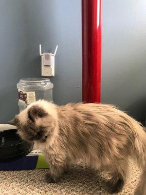 K-9 Designs Pet Paradise, Inc