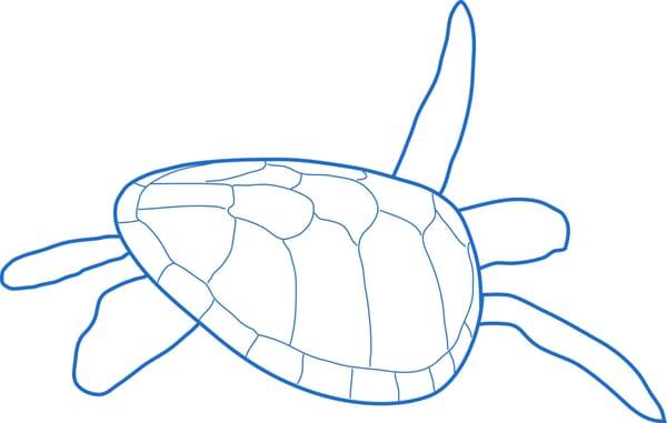 Blue Turtles Swimming