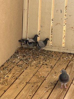 All the bird poop we live with on a daily basis. They won't do anything about it.