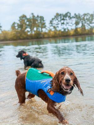 Indigo, swimming for her first time and loving life!