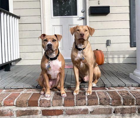 EarthWise Pet Southlake