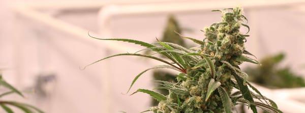 Deathstar - Indica Dominant Hybrid