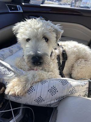 Carolina Canine Rescue