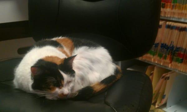 Cat Hospital of Vero Beach