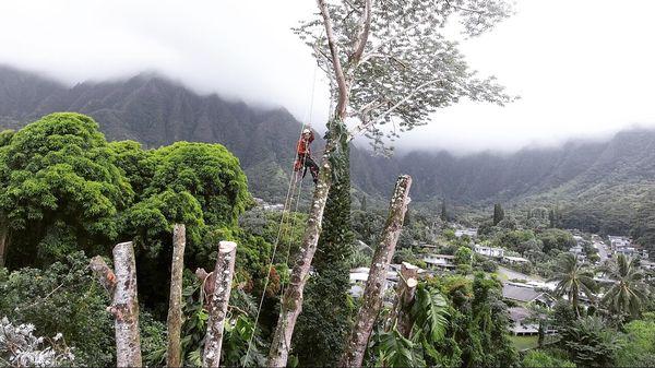 Malama Tree Care