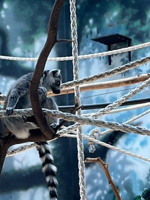 Henry Vilas Park Zoo