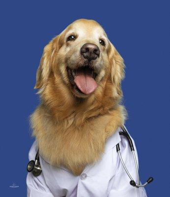 Paw Sweet Paw Pet Resorts