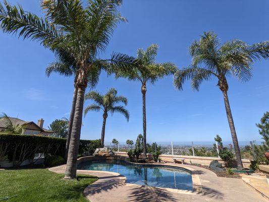 San Diego Tree Service Contractor