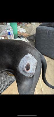 State Line Animal Hospital