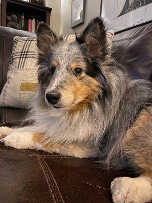 Westwood Hospital for Animals