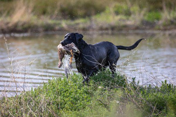 Retriever Training