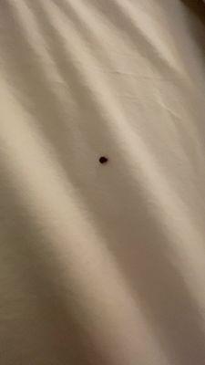 bed bug