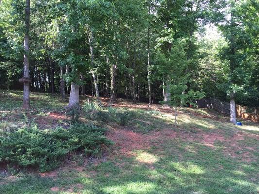 Scarlet Oak Tree Service LLC