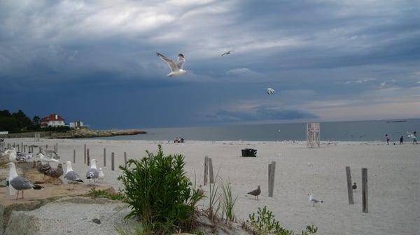Seagulls in flight over Sandy Beach on a stormy day
