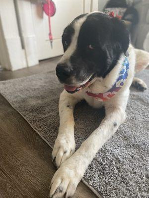 Smitties Pampered Paws