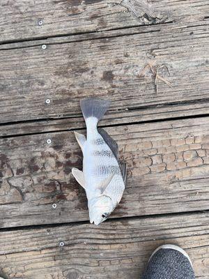 Tres Palacios RV Park