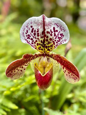 Visit the Hawaii Tropical Garden, then head down to King's for an excellent meal (about 35 minutes drive with cooperative traffic).