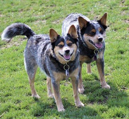 Statler-Maloof Dog Park