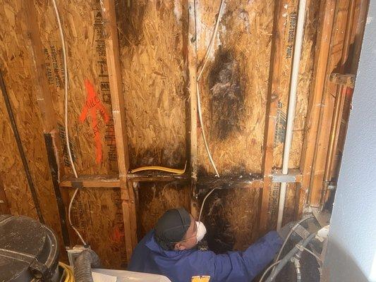 Broken pipe affected this wall for 5 years. Mold remediation was complete.