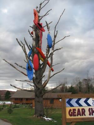 The Kayak Tree